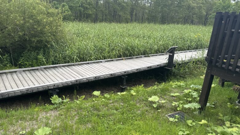 温根内の湿原内に延びる木道