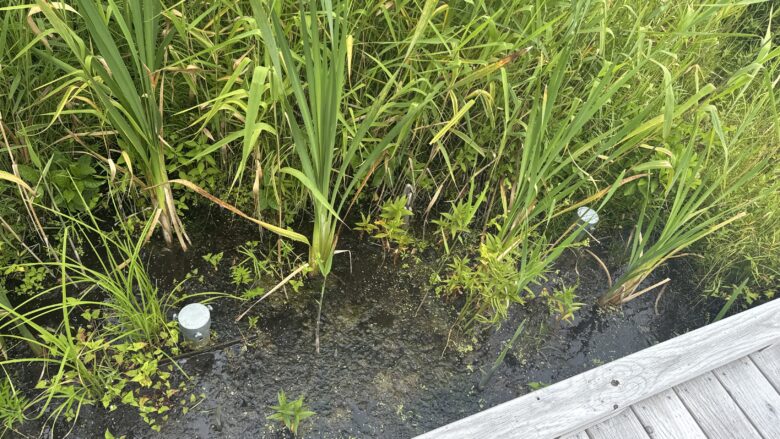 温根内の木道から間近に見た湿原